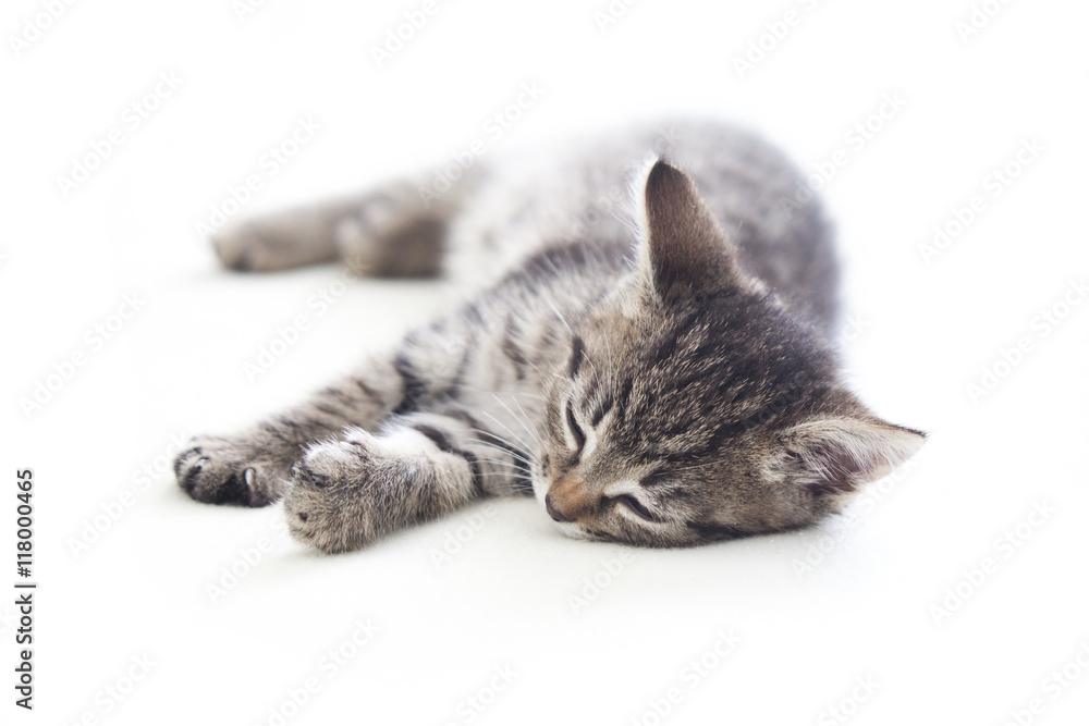 Cute sleeping kitten on white background Cute sleeping kitten on white background