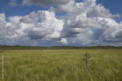 lonely tree on a field in Finnish Lapland