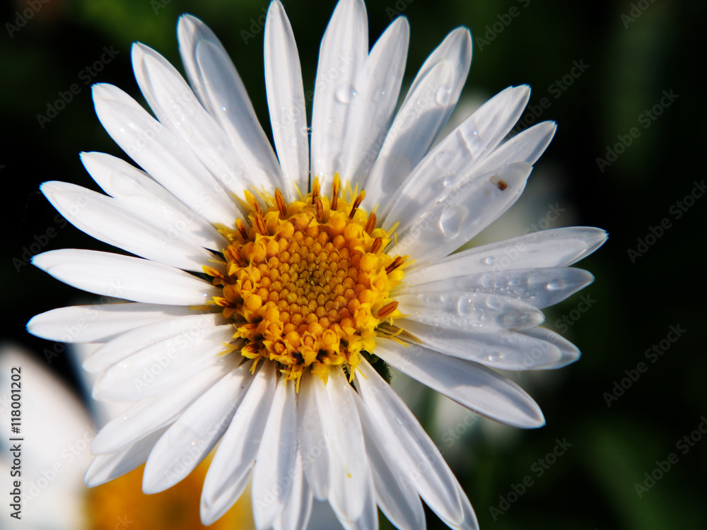 Fototapeta premium Alpine aster (Aster alpinus) - white semi-double flowers, spring. 