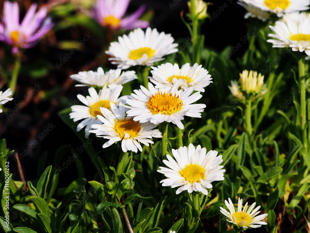 Alpine aster (Aster alpinus) - white semi-double flowers, spring. Alpine aster (Aster alpinus) - white semi-double flowers, spring.