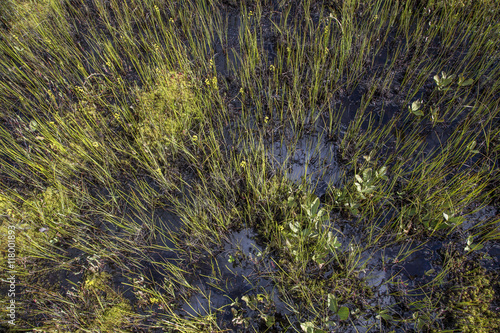 wet ground in a bog in Lapland, Finland