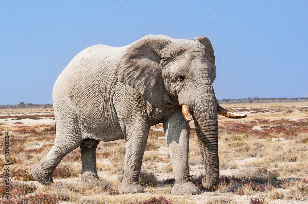 Bull Elephant in the Etosha National Park in Namibia, Africa; Concept for travel in Africa and Safari