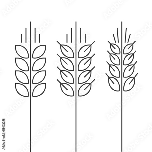Wheat spike vector icons set isolated on white background, grain ear logo element for organic food design, outline thin line style black spica