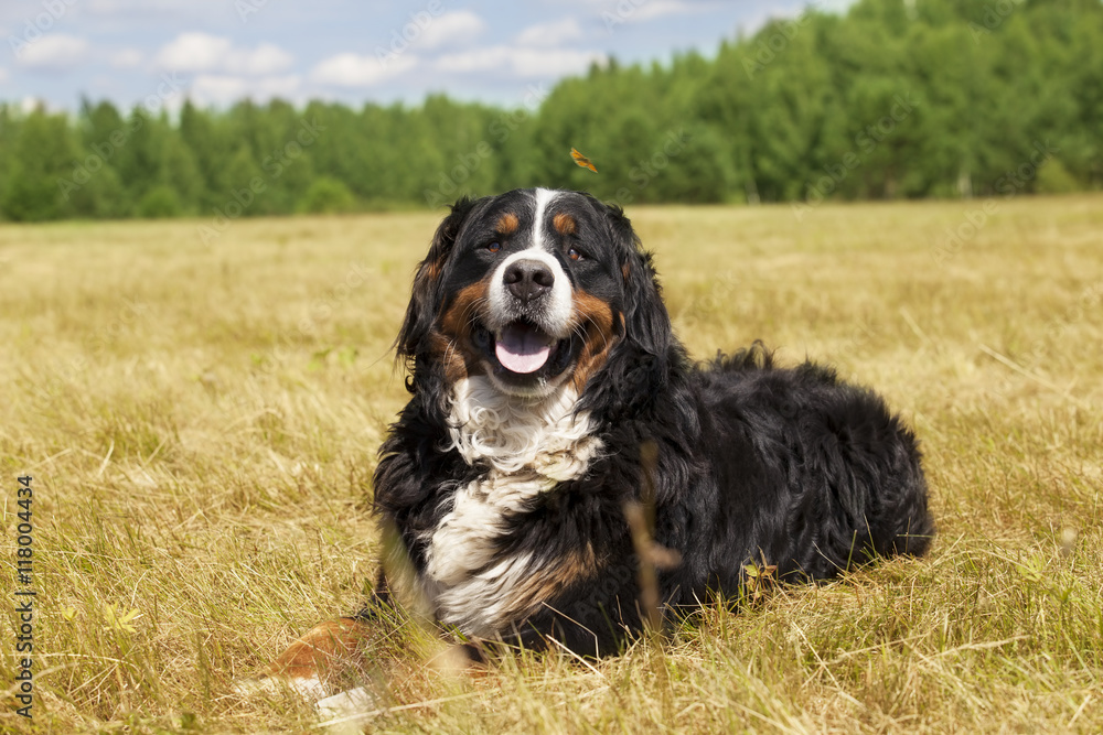 Bernese Mountain Dog lying on the field