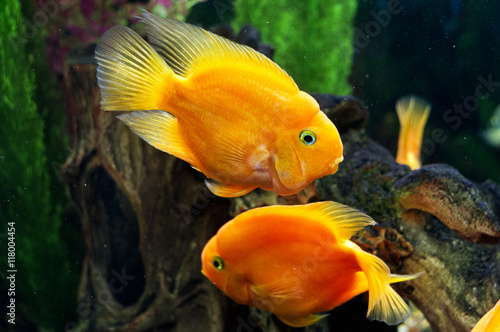 Parrot fishes in aquarium