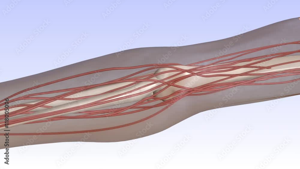 Camera zoom into human's arm showing arteries, then entering blood stream.