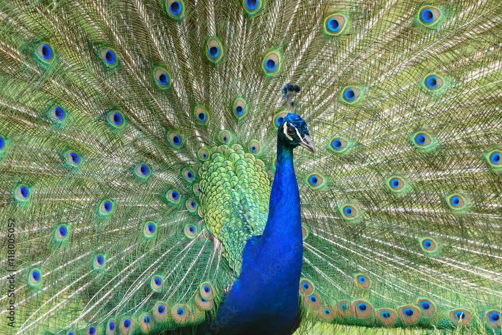 Obraz premium peacock turns a wheel - Pfau schlägt ein Rad