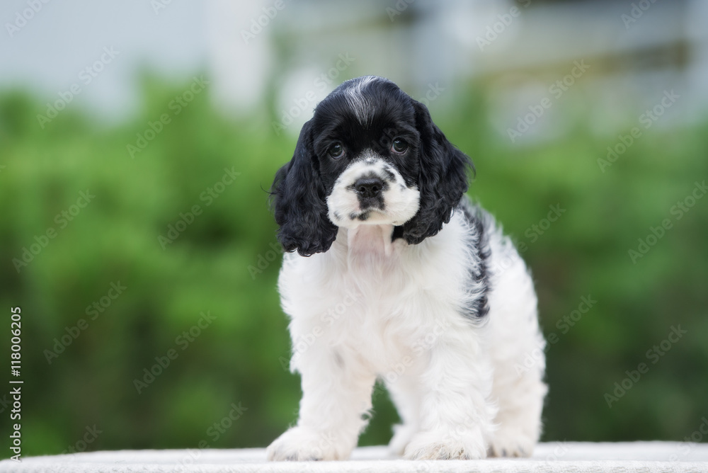 adorable american cocker spaniel puppy adorable american cocker spaniel puppy