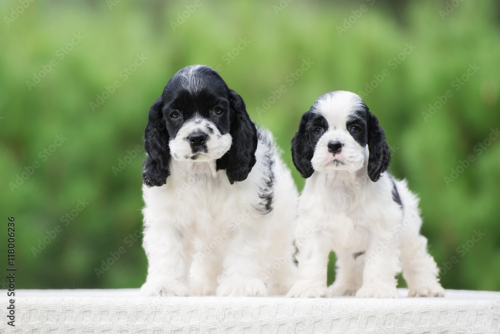 two american cocker spaniel puppies