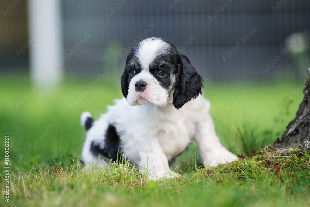 american cocker spaniel puppy sitting outdoors