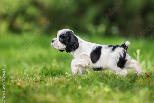 adorable american cocker spaniel puppy on grass