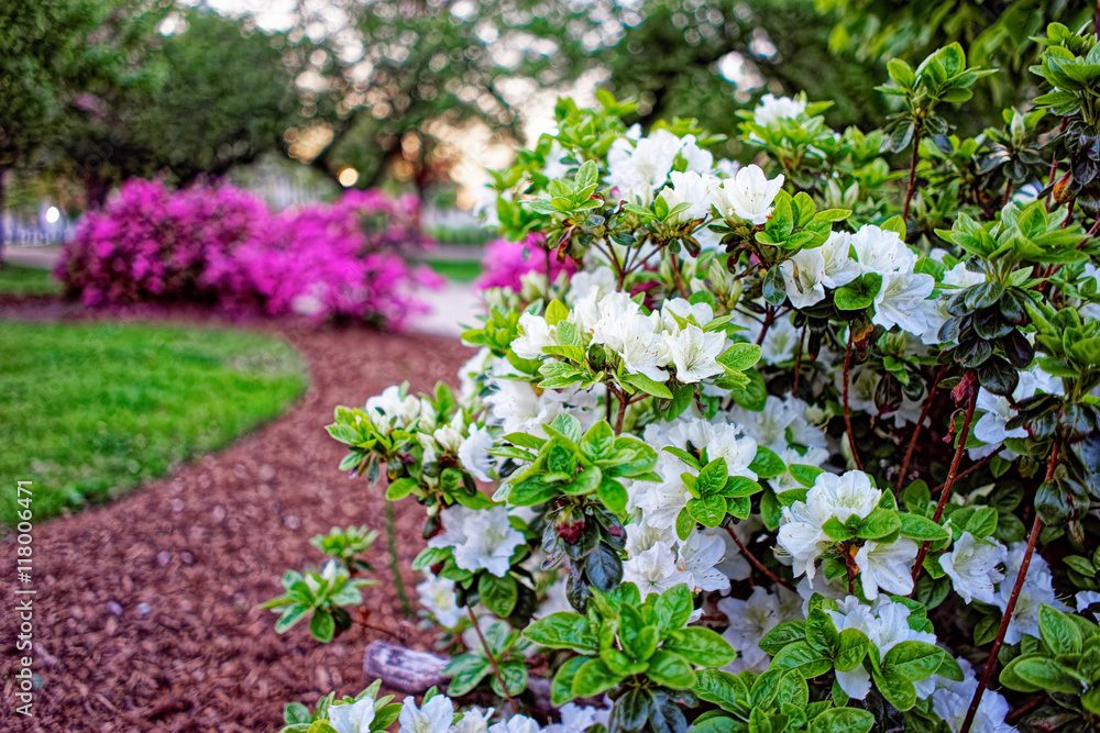 Obraz premium White and pink choisya in a park in National Mall