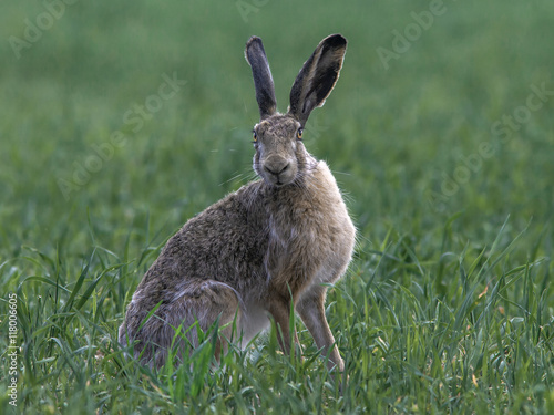 Bunny with big ears sitting in a field near the forest