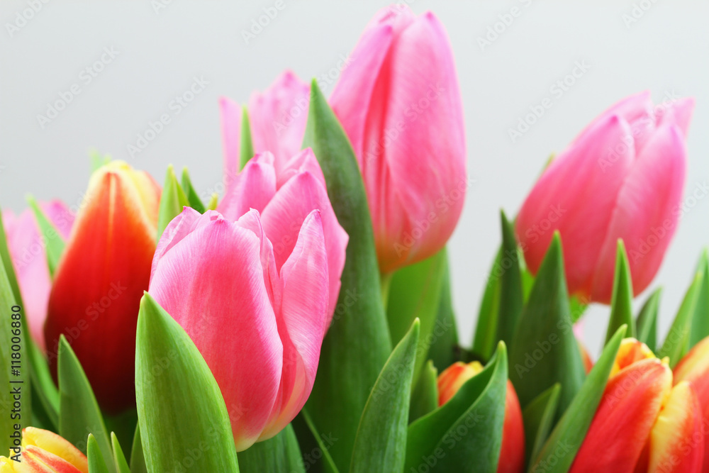 Colorful Dutch tulips on white background, closeup
Colorful Dutch tulips on white background, closeup