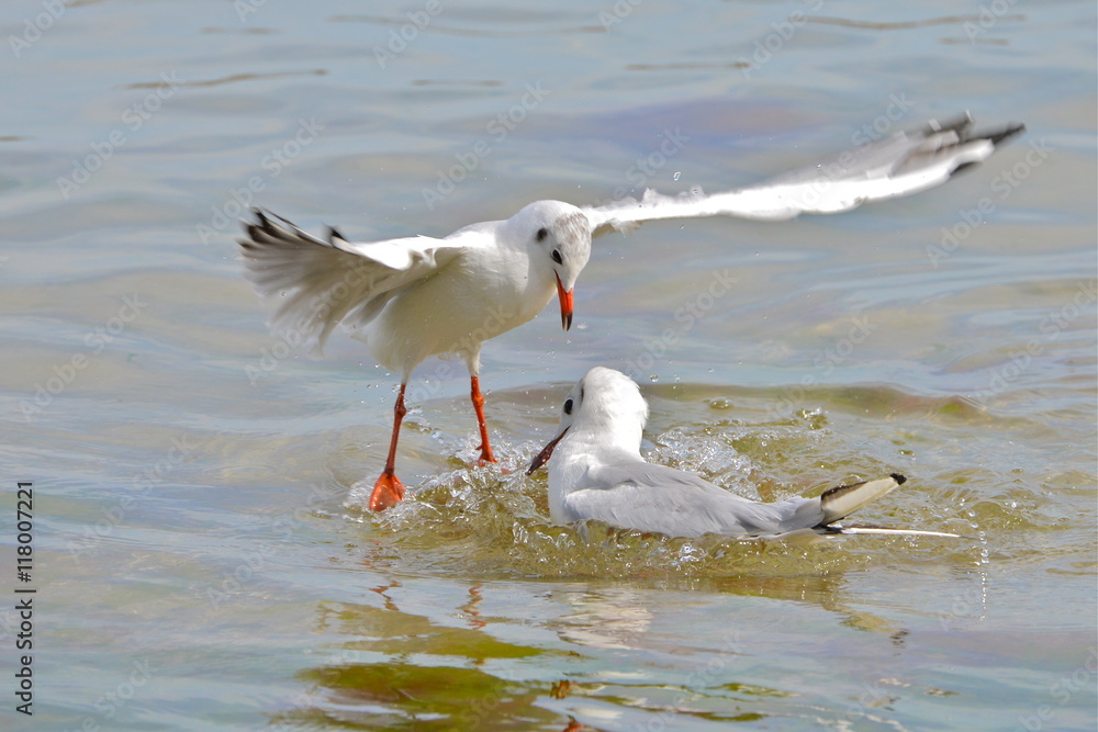 Fototapeta premium Mouettes qui se battent