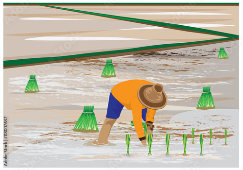 agriculturist transplant rice seedlings vector design