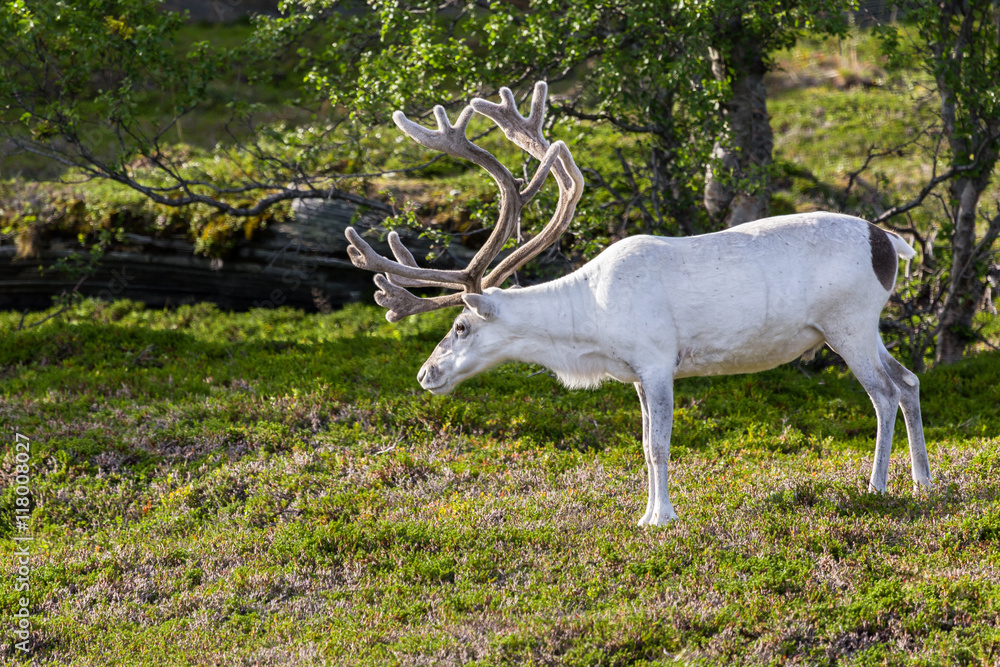 Obraz premium White reindeer of the Sami people along the road in Norway