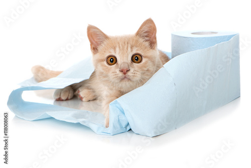 Fototapeta Naklejka Na Ścianę i Meble -  Kleines Kätzchen mit Klopapier