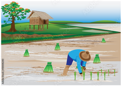 agriculturist transplant rice seedlings vector design