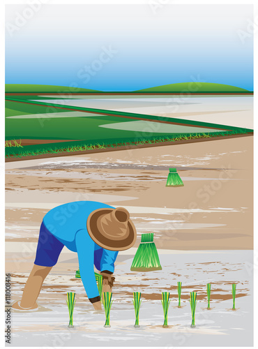 agriculturist transplant rice seedlings vector design