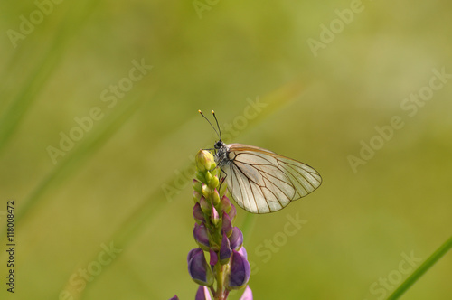 Бабочка сидит на красивом цветке люпина насекомые природа макро
