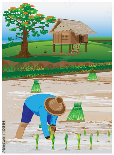 agriculturist transplant rice seedlings vector design