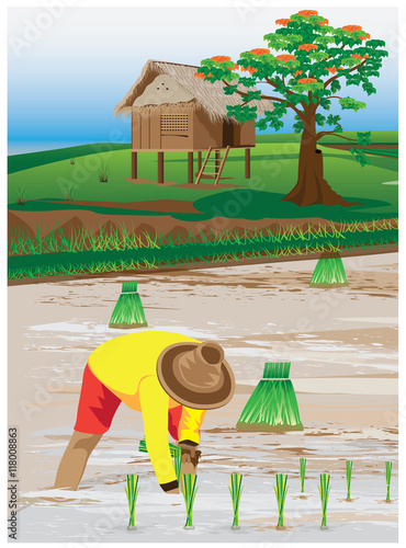 agriculturist transplant rice seedlings vector design