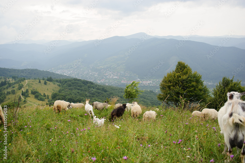flock of  of sheep in the mountain