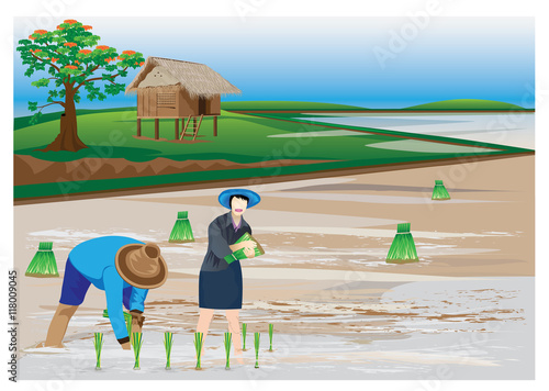 agriculturist transplant rice seedlings vector design