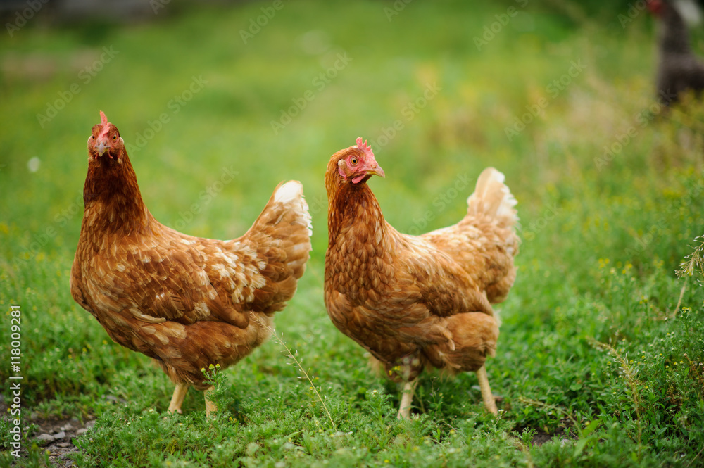 Fototapeta premium hen