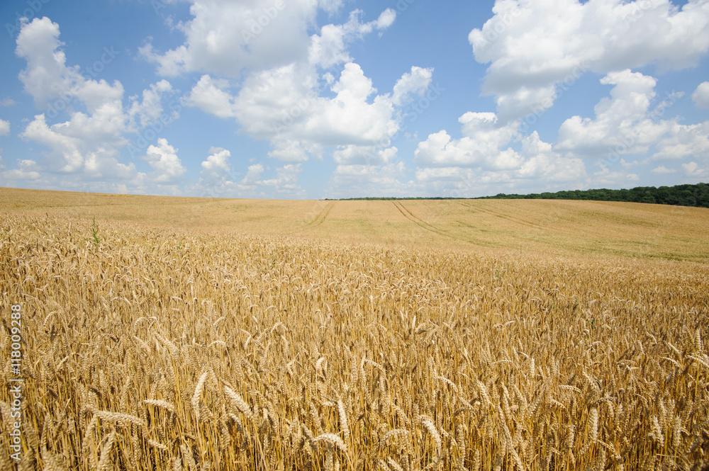 Naklejka premium Wheat field and blue sky with clouds