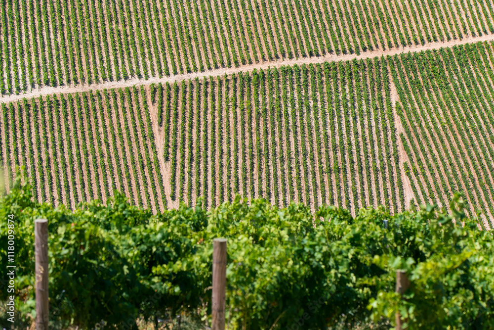 Vineyard in Croatia at the Adriatic coast. Vineyard in Croatia at the Adriatic coast.