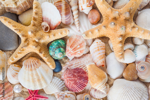 Shells and starfish on sandy beach. Summer background. Summer co