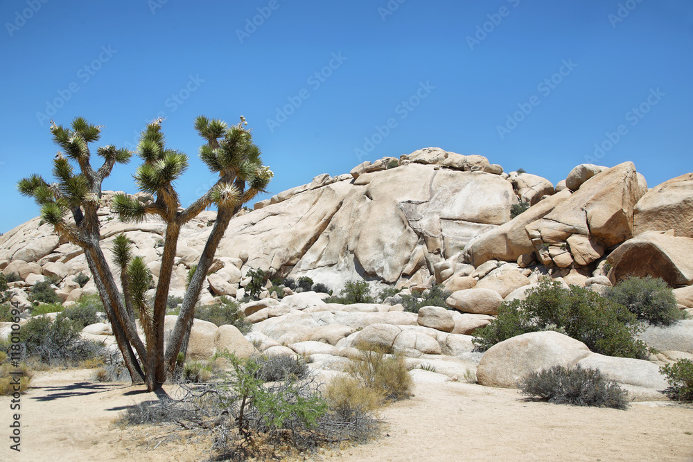 Fototapeta premium Boulders and joshua tree in Joshua Tree National Park