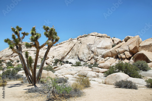 Foto Boulders and joshua tree in Joshua Tree National Park