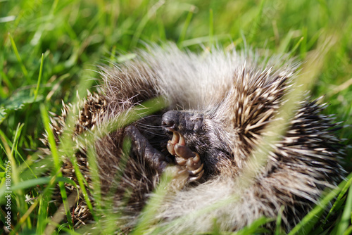 Young hedgehog curtailed into a sphere on a bright green grass in a summer sunny day