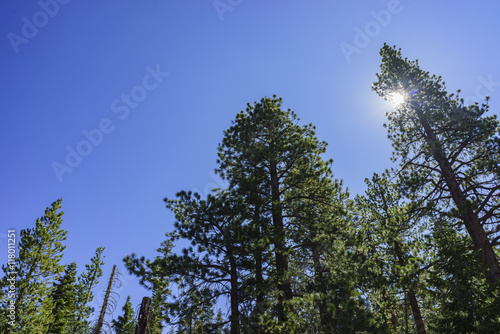 Beautiful pine trees with blue sky