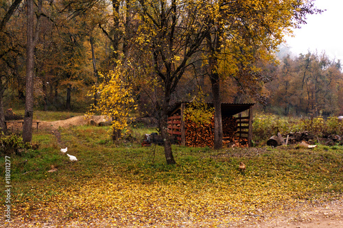Autumn landscape of wood countryside life with firewood barn and white chicken