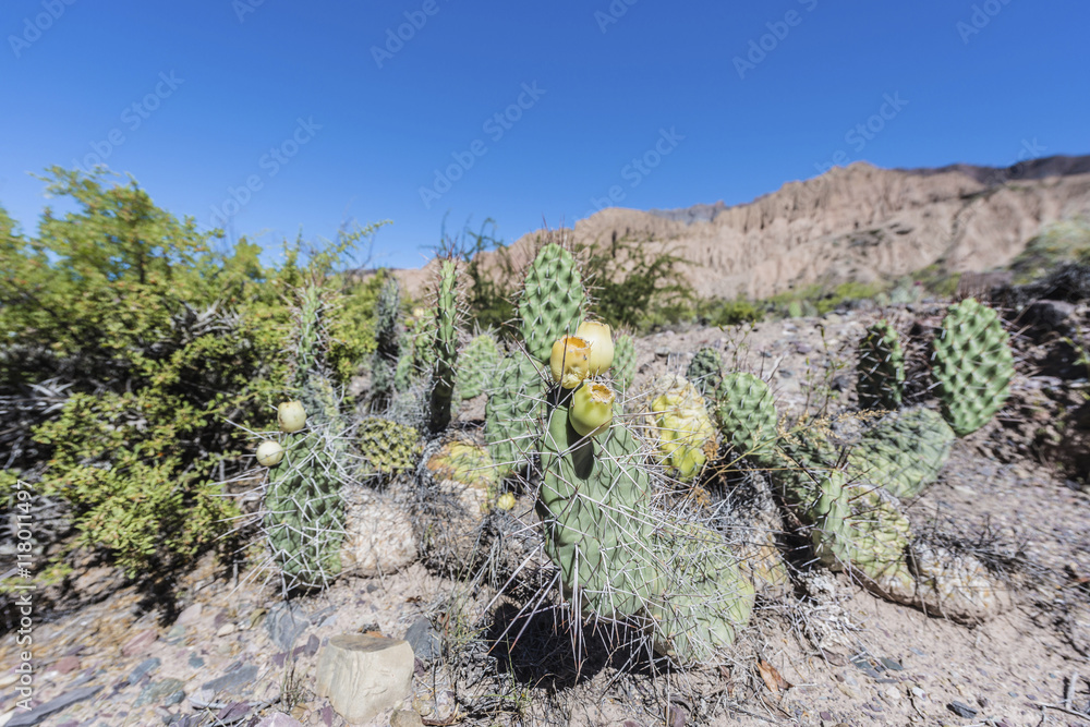 Cactus Quebrada de Humahuaca in Jujuy, Argentina. Cactus Quebrada de Humahuaca in Jujuy, Argentina.