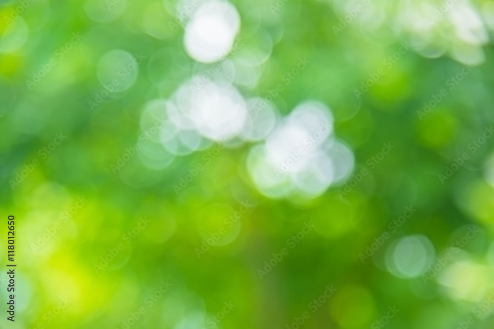 Abstract green nature background, blurry green nature in park fo