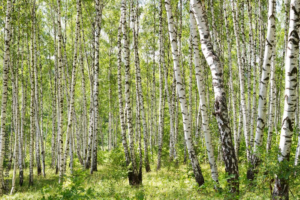 Many birch trees in the forest