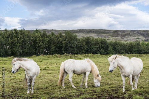 Three beautiful icelandic horses on a green meadow near Reykjavik. Iceland.