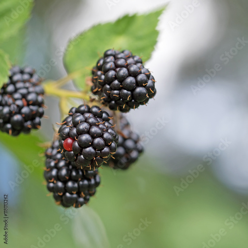 Brombeeren, Rubus sectio Rubus, Blackberries