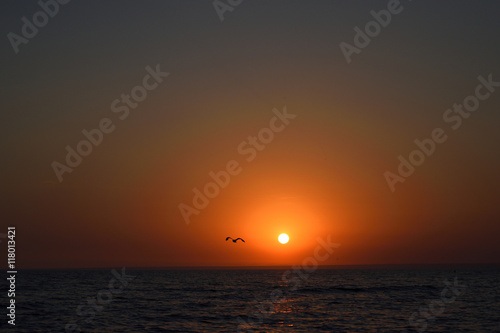 Gull at sunset on the beach, out of focus © tatianika