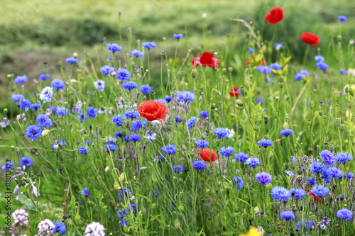 Cornflowers and poppies meadow