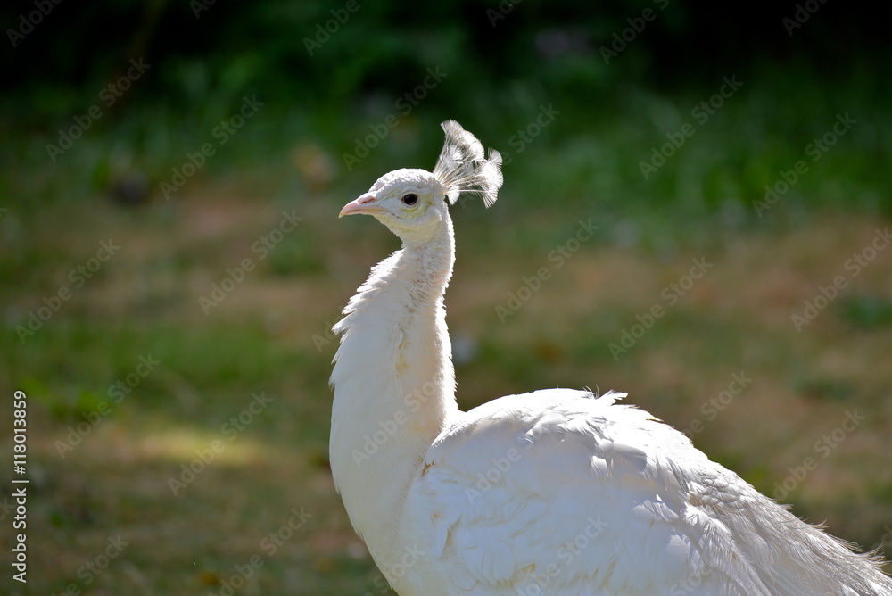 Naklejka premium Paon blanc