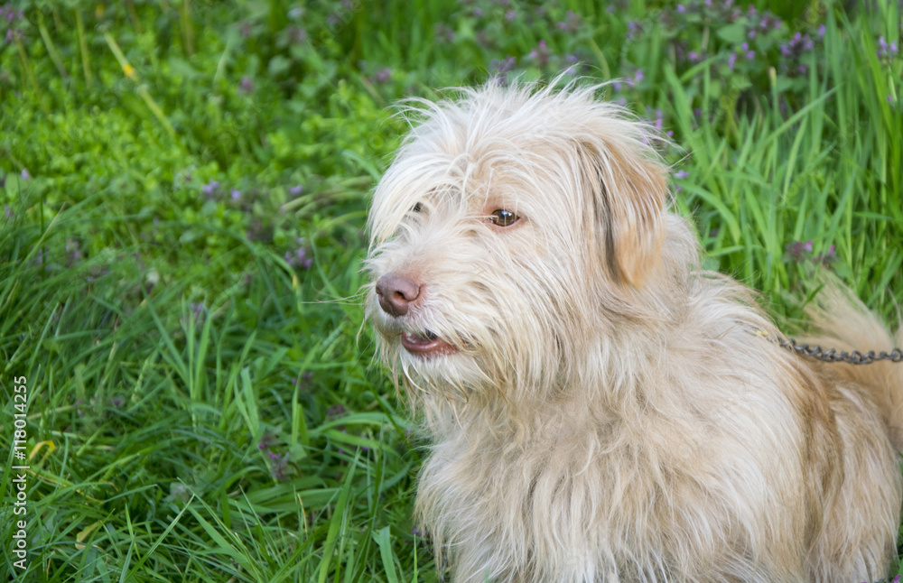 Hairy dog in green grass.