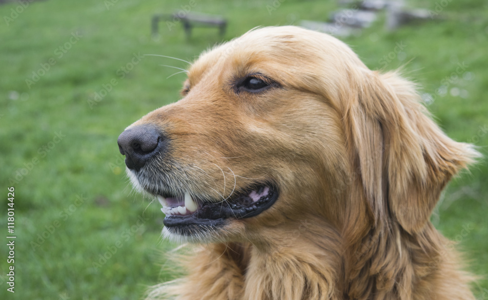 Golden Retriever dog portrait without leash outdoors in the natu Golden Retriever dog portrait without leash outdoors in the natu