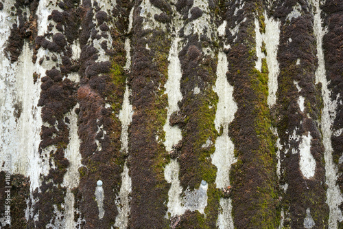 Moss on the roof of the shed