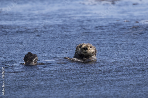 sea otter floating on its back a summer sunny day